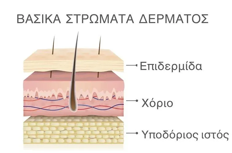 layers of cellulite